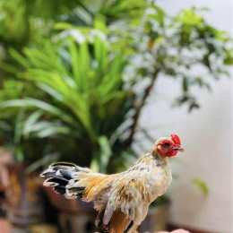gà tre bắc tít đá nhau