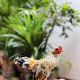 gà tre bắc tít đã