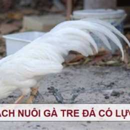 gà tre bao nhiêu tháng đá được