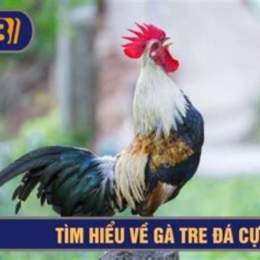 gà tre đá cựa sắt thomo