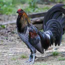 ga tre my da tien
