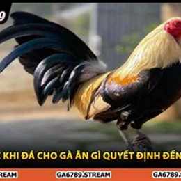 ga truoc khi da cho an gi
