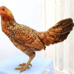 ga vay rong da hay khong