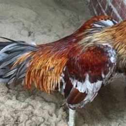 gà xám phúc bình dương đã chung kết