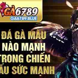 ga6789 đá gà c1