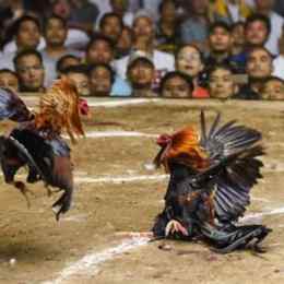 game đá gà ăn tiền