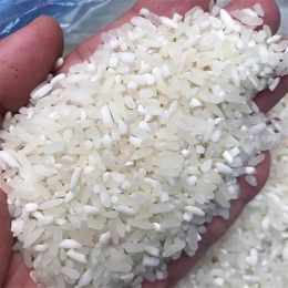 gạo st25 hạt dài trắng trong