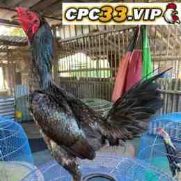 giải đá gà siêu cúp