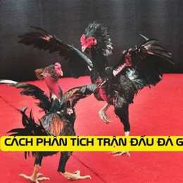 giải đá gà tre