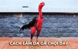 giao diện app cách làm dày da gà chọi