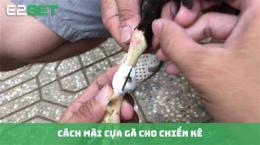 giao diện app cách mài cựa gà đá