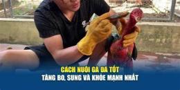 giao diện app cách nuôi gà đá tăng bo