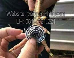 giao diện app cách trị ké chậu gà đá