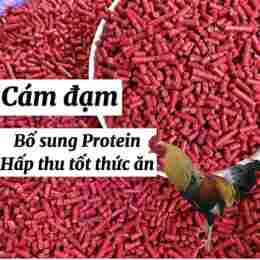 giao diện app cám đỏ cho gà đá