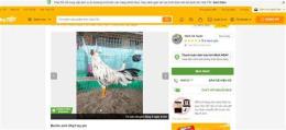 giao diện app chợ tốt, gà đá an giang