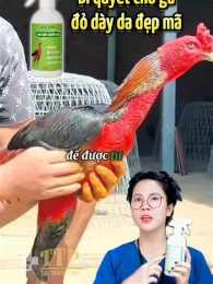 giao diện app chữa khô da cho gà chọi