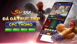 giao diện app clip đá gà casino