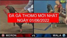 giao diện app clip đá gà đòn thomo