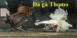 giao diện app coi đá gà mạng thomo