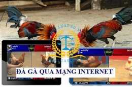 giao diện app coi đá gà mang trực tiếp