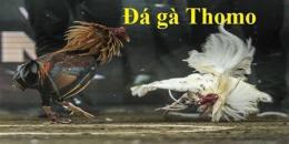giao diện app coi đá gà trên thomo