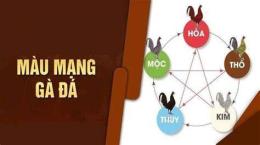 giao diện app coi mang ga da theo ngay