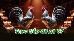 giao diện app đá gà 88 c1 c2 c3 c4