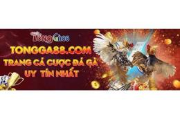 giao diện app đá gà 88 gà tre