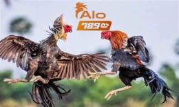 giao diện app đá gà alo789.tip
