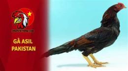 giao diện app đá gà asil pakistan