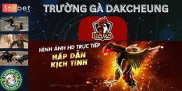 giao diện app đá gà c1 savan