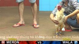 giao diện app đá gà c2 trận 11 15 19