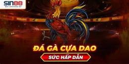 giao diện app đá gà cựa dao gachoiviet