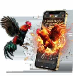 giao diện app đá gà không chặn