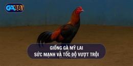 giao diện app đá gà lai mỹ