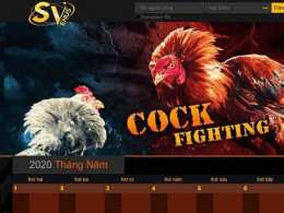 giao diện app đá gà mạng thomo campuchia