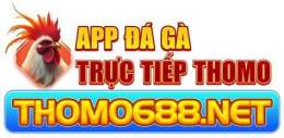 giao diện app đá gà my trực tiếp