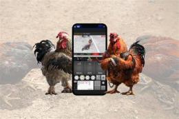 giao diện app đá gà ngày 7 tháng 4