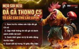 giao diện app đá gà phát lại c5 hôm nay