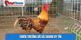 giao diện app đá gà savan tía đại tướng