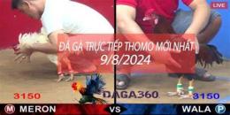 giao diện app đá gà thomo 21/12/2022