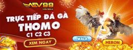 giao diện app đá gà thomo aev99