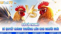 giao diện app đá gà thomo đánh giá