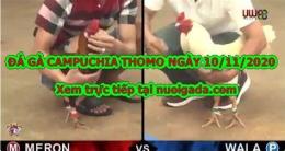 giao diện app đá gà thomo ngày 10 tháng 11