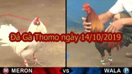 giao diện app đá gà thomo ngày 14/1