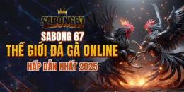 giao diện app đá gà thomo sabong