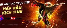 giao diện app đá gà thomo trang bình luận viên