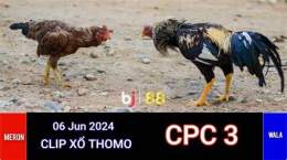 giao diện app đá gà trực tiếp 888 cpc3