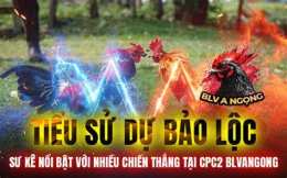 giao diện app đá gà trực tiếp bao sting