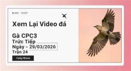 giao diện app đá gà trực tiếp cpc3 24 9